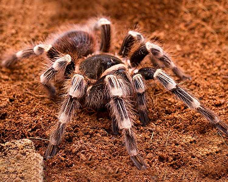 Brazilian White Knee Tarantula Sub Adult - 5-10cm